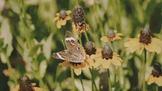 Kacy Hill - You Know I Love You Still (Official Visualizer)