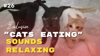 ASMR The Sound Of Cats Eating Is Calming And Relaxing #26