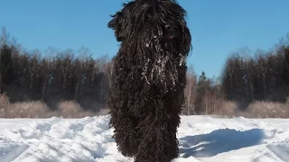 Русский чёрный терьер на World Dog Show 2016