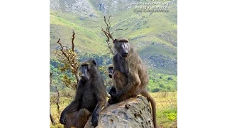 Baboon Release: Baboons in the Mist - Tracking the Troop