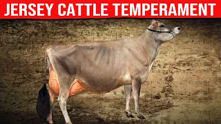 🔴 [ DAIRY COWS ] JERSEY Cattle Temperament ✅ Biggest Bulls And Cow