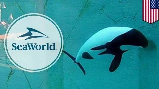 SeaWorld kills another Commerson's dolphin by transferring it from San Diego to Orlando - TomoNews