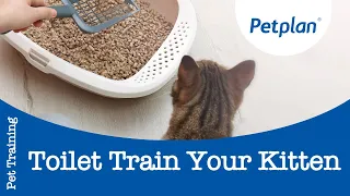 How To Toilet Train A Kitten | Kitten Training Tips | Petplan