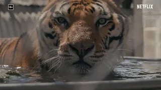 Король тигров 2 | Официальный трейлер | Netflix (2021) 🎬