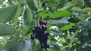 algunos tips de como  podar la cherry kordia attica