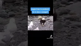 Eagle tries to pretend he is a Seagull