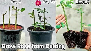 How to grow Rose from cuttings (100% result) , How to grow Rose from Stem cutting