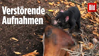 Krasse Futter-Methode: Zoo in Dänemark verfüttert Pferde an Tiere