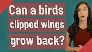 Can a birds clipped wings grow back?