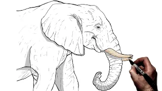 How To Draw An Elephant (Side View) | Step By Step