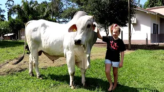 TOURO DE ESTIMAÇÃO VOLTA PARA A PROPRIEDADE E RECONHECE A DONA, UMA MENINA DE 9 ANOS!  🥰💙