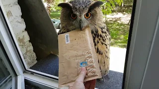 Window. Owl. Letter. World fame