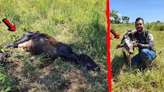 NASCEU A PRIMEIRA BEZERRA NA NOSSA FAZENDA, OLHA QUE LINDA