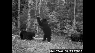 Boom...Smack Bear Bait 2013-06