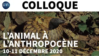 #ColloqueEDDL L'Animal à l'Anthropocène | 10-12-2020 | Introduction et session 1