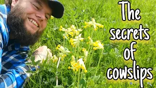 Cowslips - An Edible & Medicinal Herb 💛 Facts, Uses & identification (Primula veris)