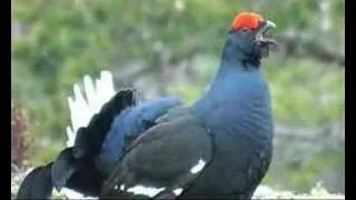 Black  grouse in Norway