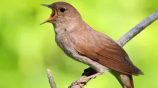 Singing nightingale. The best bird song | 8K World Tv