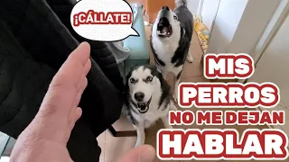 *NO ME DEJAN HABLAR Y ME GRITAN* MIS PERROS || Max the husky y Bombón