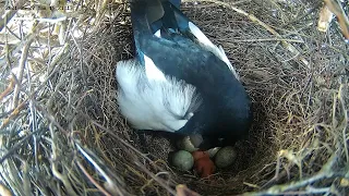 210527 magpie nest routines, chick 2