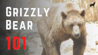 Grizzly Bear 101 - Fast Grizzly Bear Facts and Information