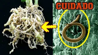 Nematoides ou Nematódeos : Uma praga invisível - suculentas e jardim