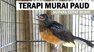 Suara pancingan murai trotol bahan agar cepat belajar bunyi ngeriwik ngeplong gacor ‼️ MASTERAN MB