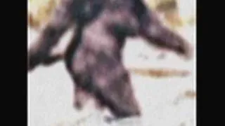 Bigfoot - Sasquatch evidence analysis