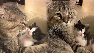 Old Rescued Cat Devotes His Last Years To Helping Orphaned Kittens