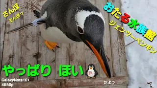 【4K60p】小樽水族館 ジェンツーペンギン🐧の冬の散歩 いってらっしゃい