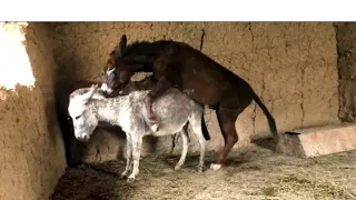 krycie koni zimnokrwistych sokólskich#animals #dogs #world   black donkey sex june 21 2022