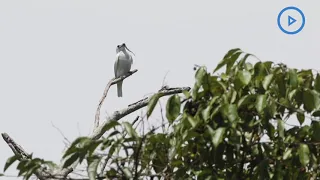 Listen to the world's loudest bird deafening call