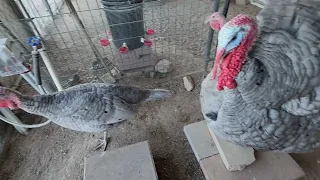 Chasing the Ladies: Turkey Getting Frisky!