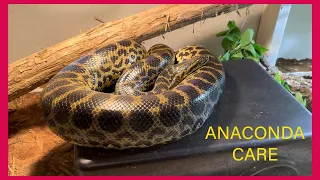 Yellow anaconda care guide!