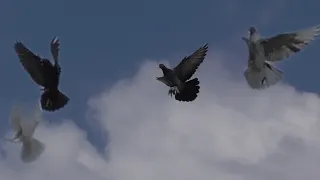 Голуби Взлетели И Начали Играть,The Pigeons Took Off And Started Playing