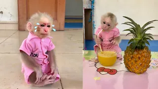 Monkey Abi cried waiting for her mother to come home to make pineapple juice