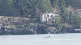 ORCA Encounter Campbell River - 19 March 2024