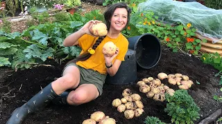 How to Grow: Potatoes in Pots / Homegrown Garden