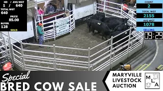 1/26/2024 -Maryville Livestock Auction - Special Bred Cow Sale