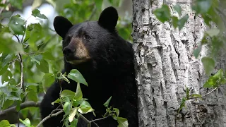 What to do if you see a black bear in N.J.