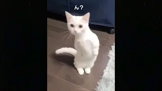 OMG So Cute Cats  Best Funny Cute  Animals Cat Videos 2021