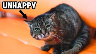 15 Subtle and Common Mistakes That Are Making Your Cat Unhappy (and You Don't Know)