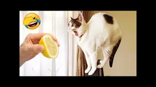 😻When God sends you funny dogs and cats 😂 Funniest cat ever 🐶#5 #cat #dog