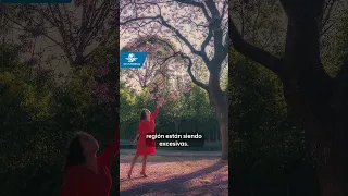 ¿Por qué es señal de alerta que los árboles de jacarandas florezcan durante enero en CDMX?