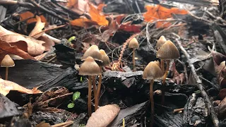 Identifying Psilocybe Pelliculosa