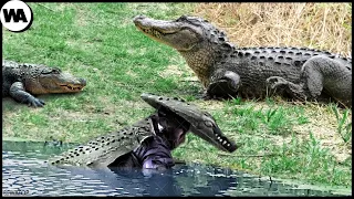 The Man Who Trolls Crocodiles