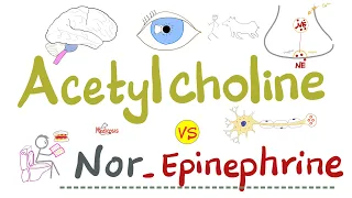 Acetylcholine vs Nor-Epinephrine