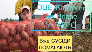 🇺🇦КАРТОПЛЯ, УРОЖАЙ🥔🥔🥔Цей СОРТ Ще КРАЩИЙ‼️🔥Сезон Картоплі Триває💪👌