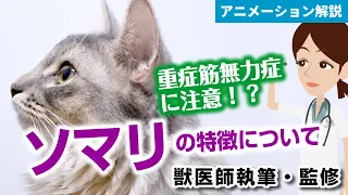 ソマリの特徴や気を付けたい病気など【獣医師執筆監修】