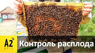 #пасека #а2апис: весеннее развитие #пчёл, объем расплода у #бакфаст, подсадка матки